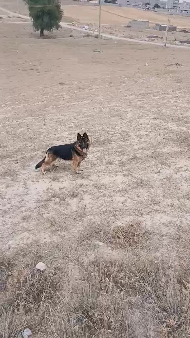 سگ ژرمن شپرد|سگ|اردبیل, |دیوار