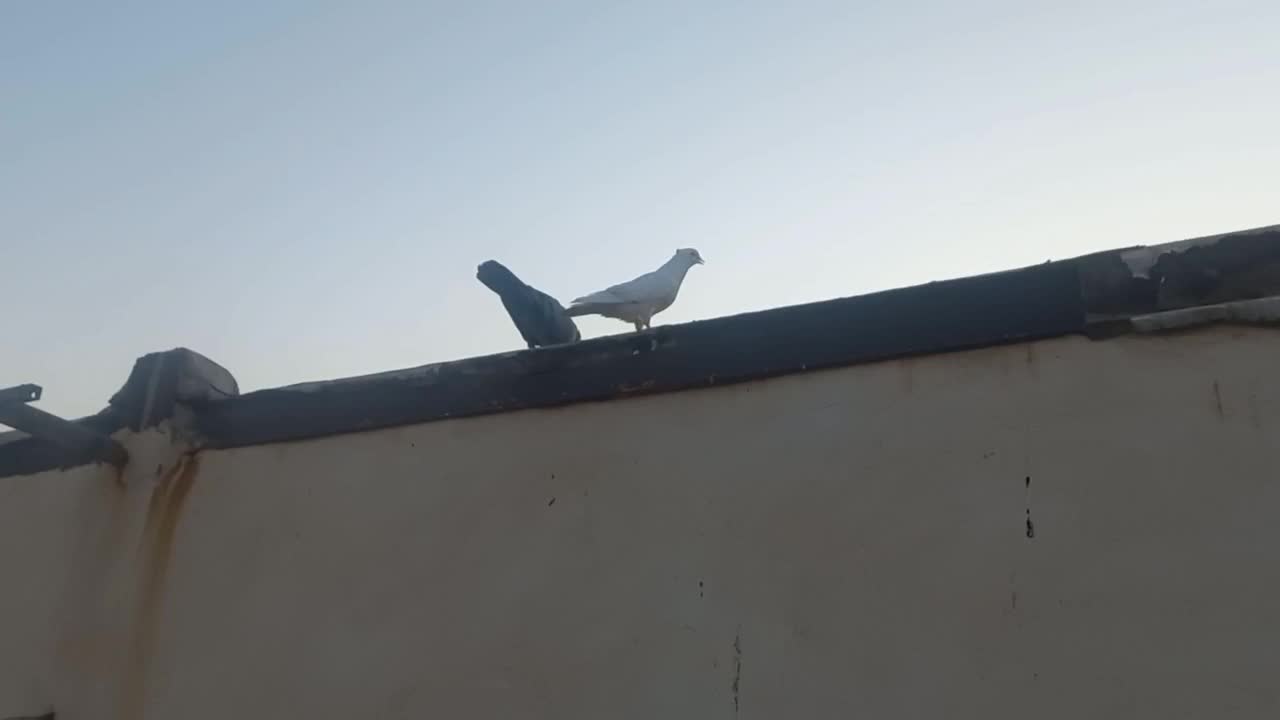 کبوتر|پرنده|بندر ماهشهر, |دیوار