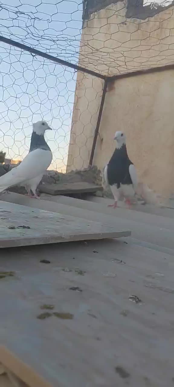 دوتاطوقی ماده  ودوتازیل یه خوشرنگ|پرنده|محمدیه-قزوین, |دیوار