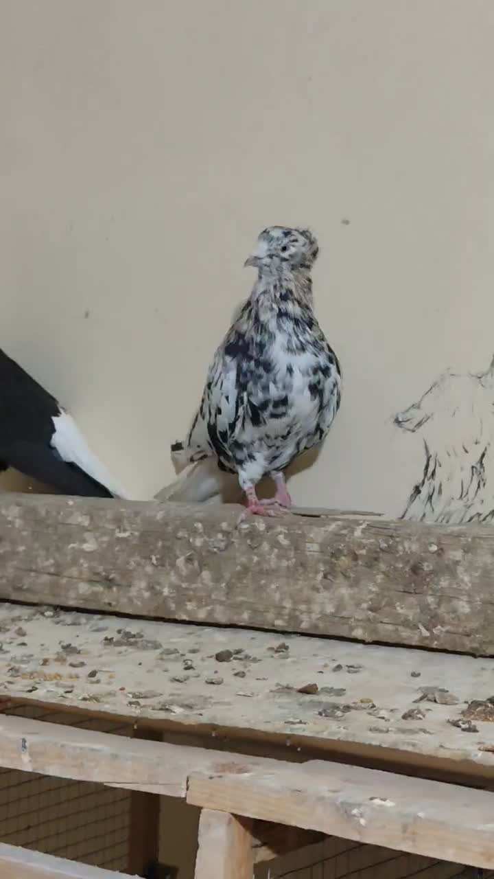 نرماده دمپاک|پرنده|شوشتر, |دیوار