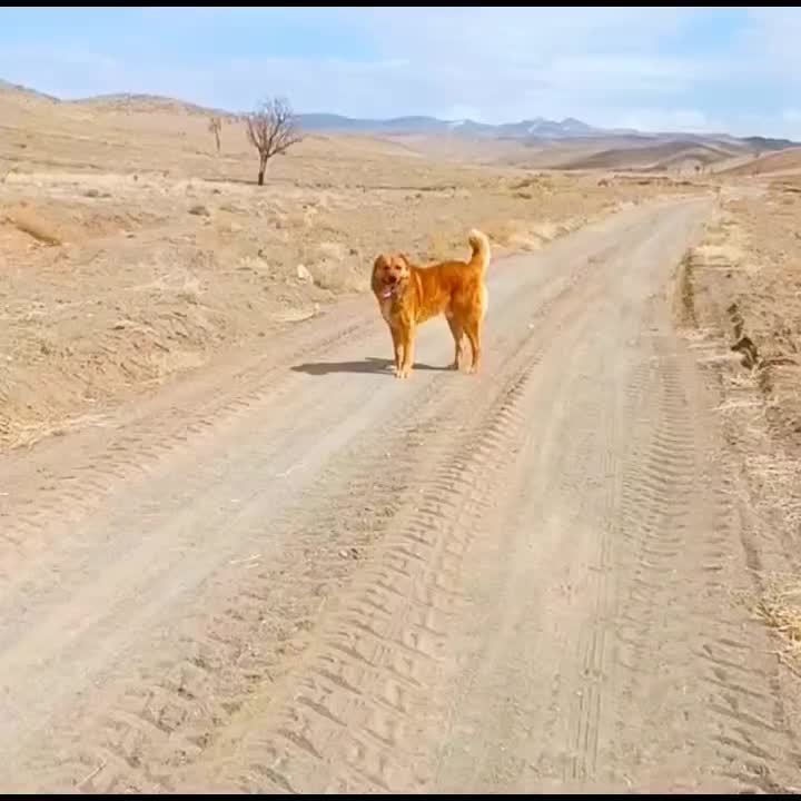 سگ گله خراسانی|حیوانات مزرعه|کوهسرخ, |دیوار