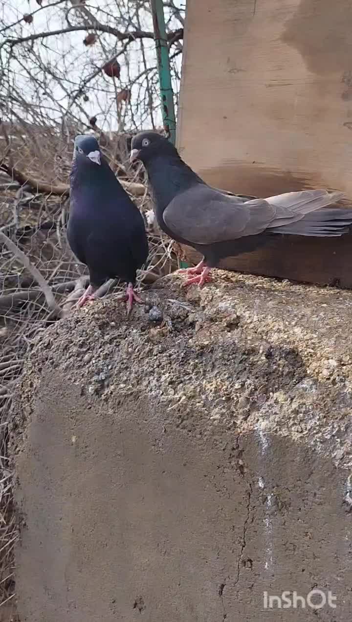 جفت سیاه آبادانی|پرنده|نوبندگان, |دیوار