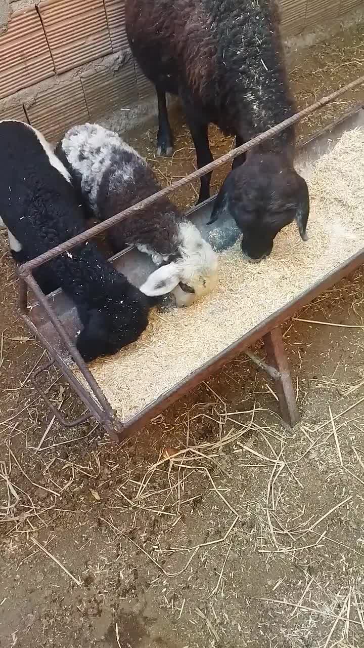 گوسفند بره دار دوقلو|حیوانات مزرعه|آق قلا, |دیوار