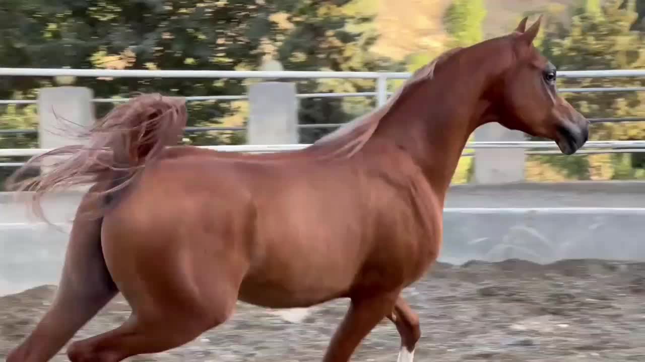 سوارکاری آزاد ، گشت صحرایی ، عکاسی با اسب|اسب و تجهیزات اسب‌سواری|تهران, چیتگر جنوبی|دیوار