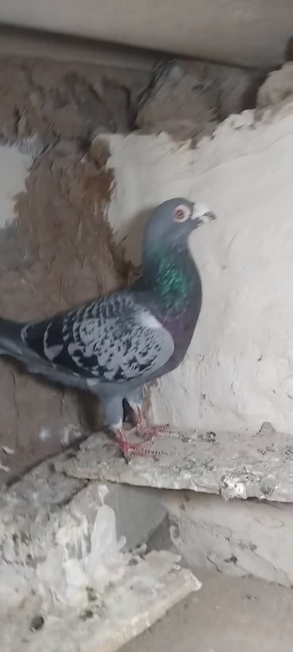 کفتر پولک نر پرشی|پرنده|پائین جام, |دیوار