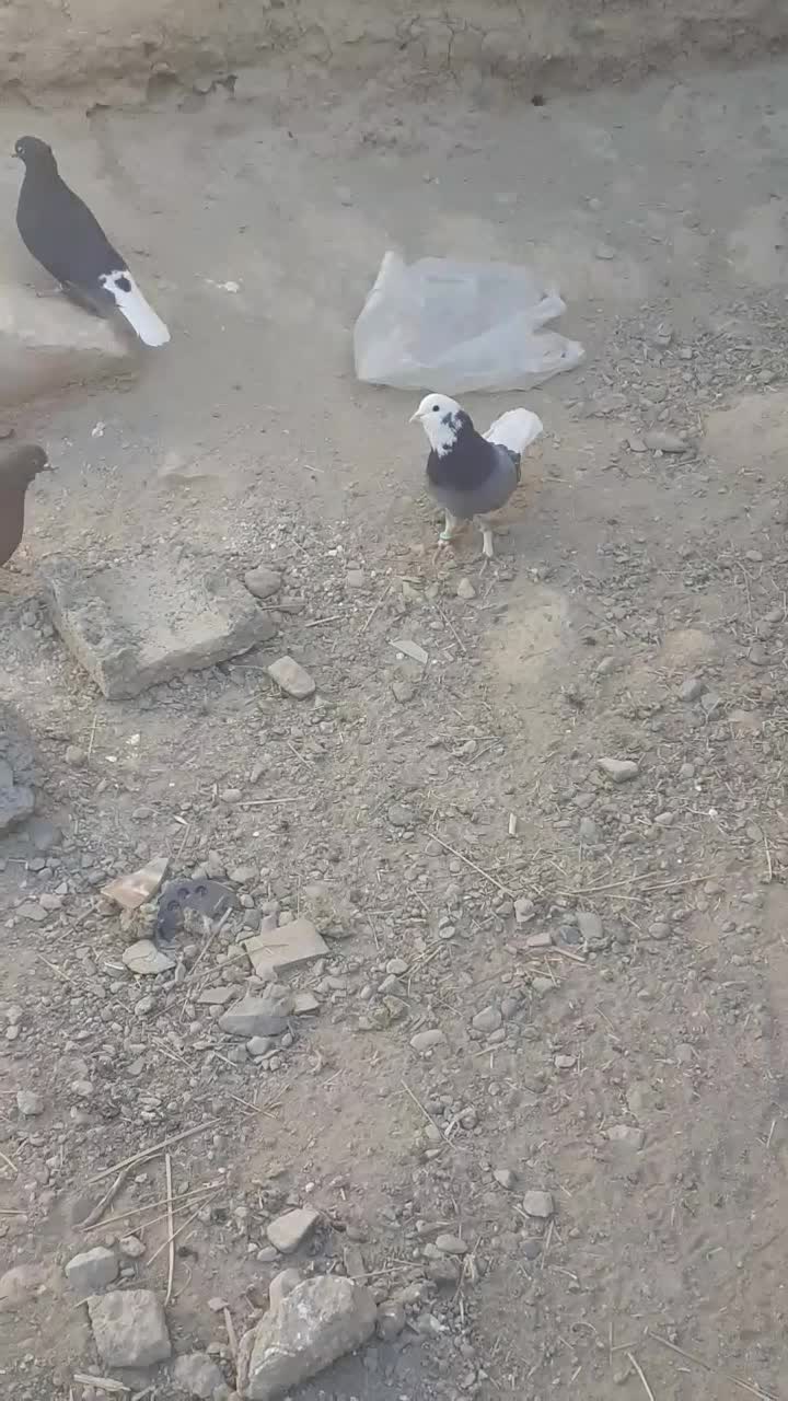 کبوترفروشی|پرنده|خاش, |دیوار