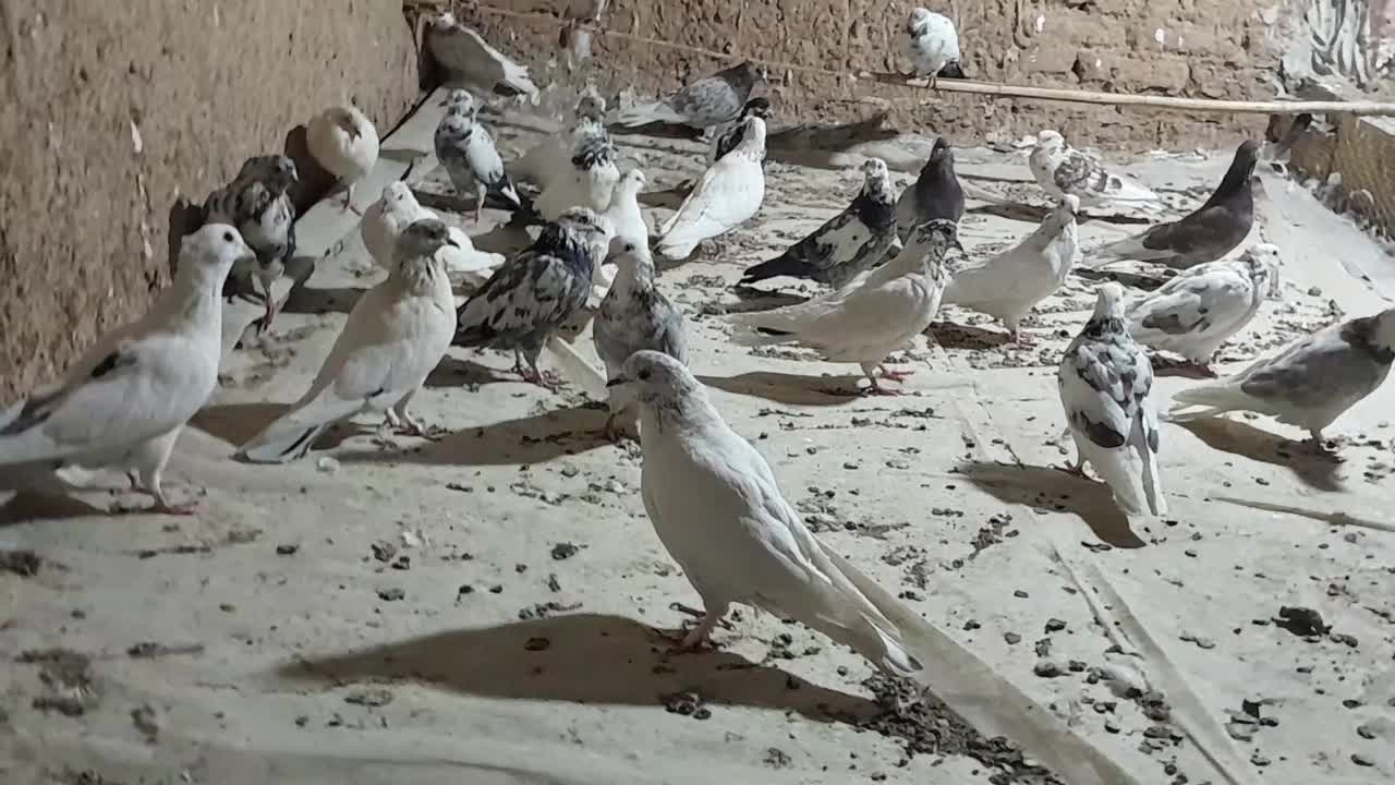 کبوتر پرشی|پرنده|سمنان, |دیوار