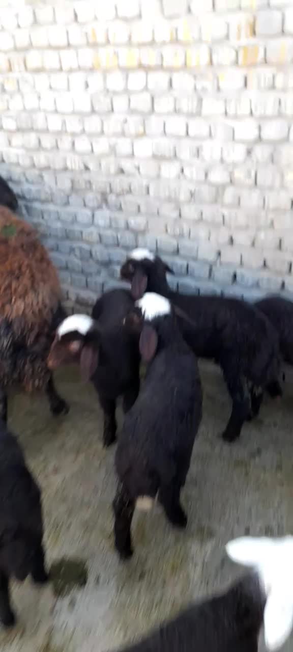 میش بره|حیوانات مزرعه|بروجرد, |دیوار