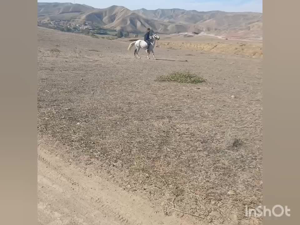 فروش اسب|اسب و تجهیزات اسب‌سواری|خدا آفرین, |دیوار