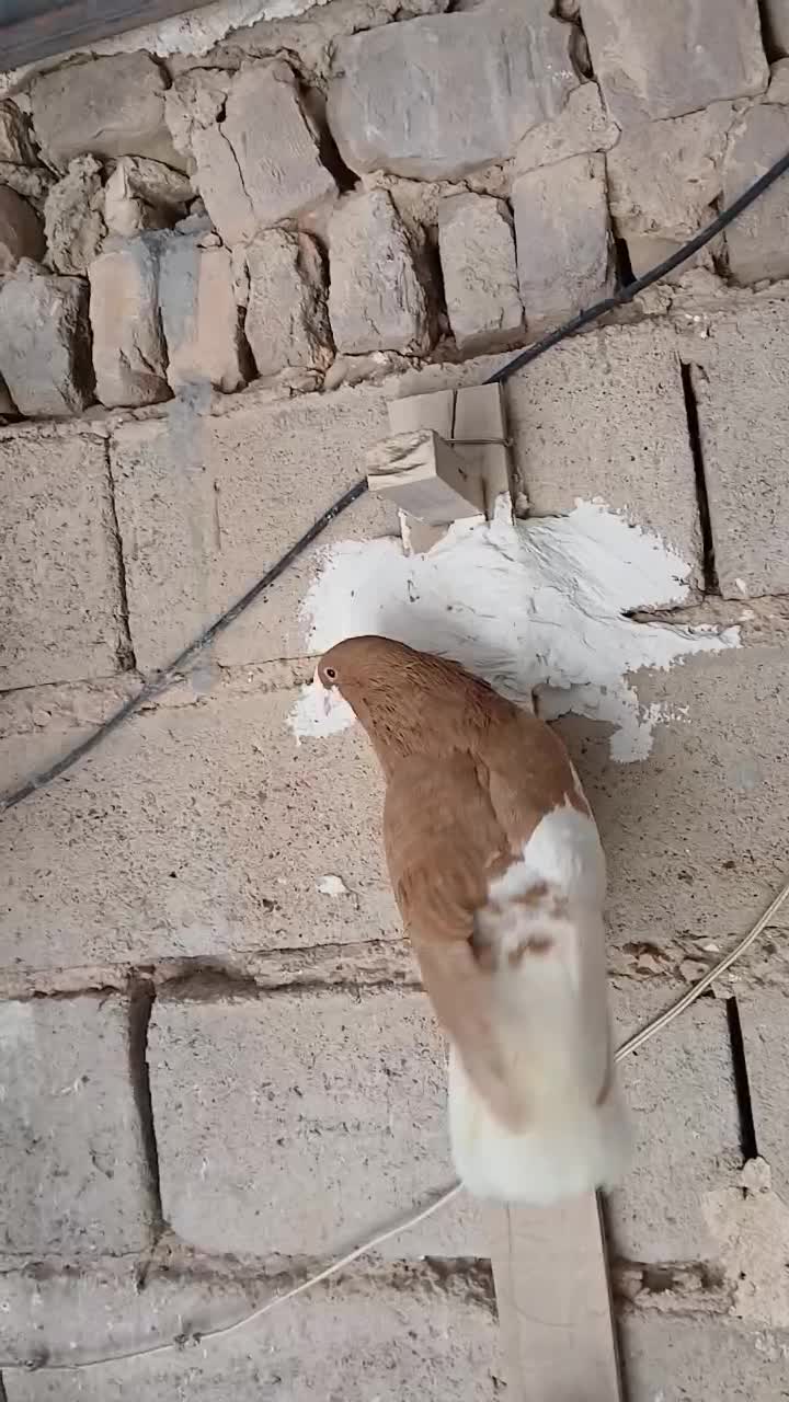 پرنده|پرنده|شیراز, داریون|دیوار