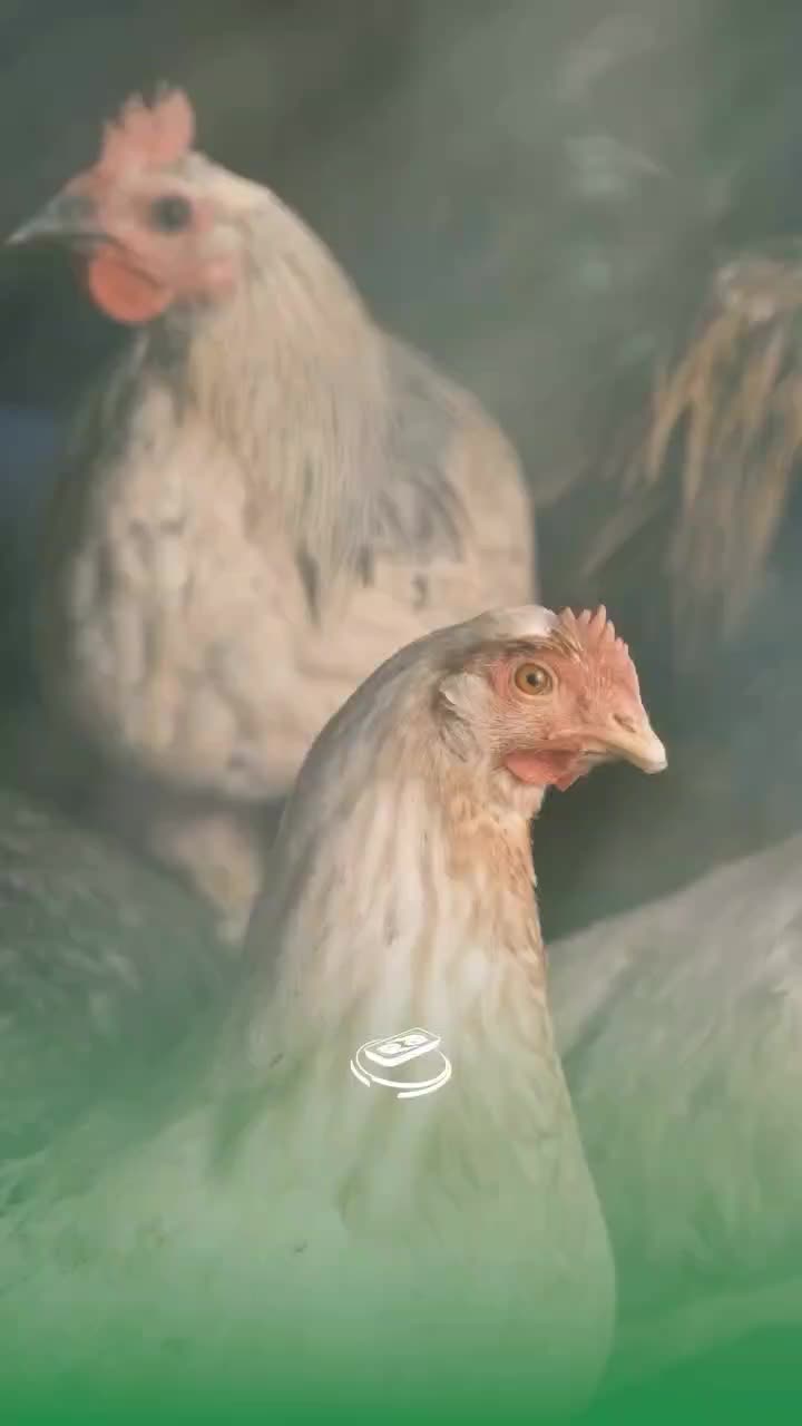 نیازمند نیروی کار آقا جهت کار در کشتارگاه|استخدام صنعتی، فنی، مهندسی|نیشابور, دربقاضی|دیوار