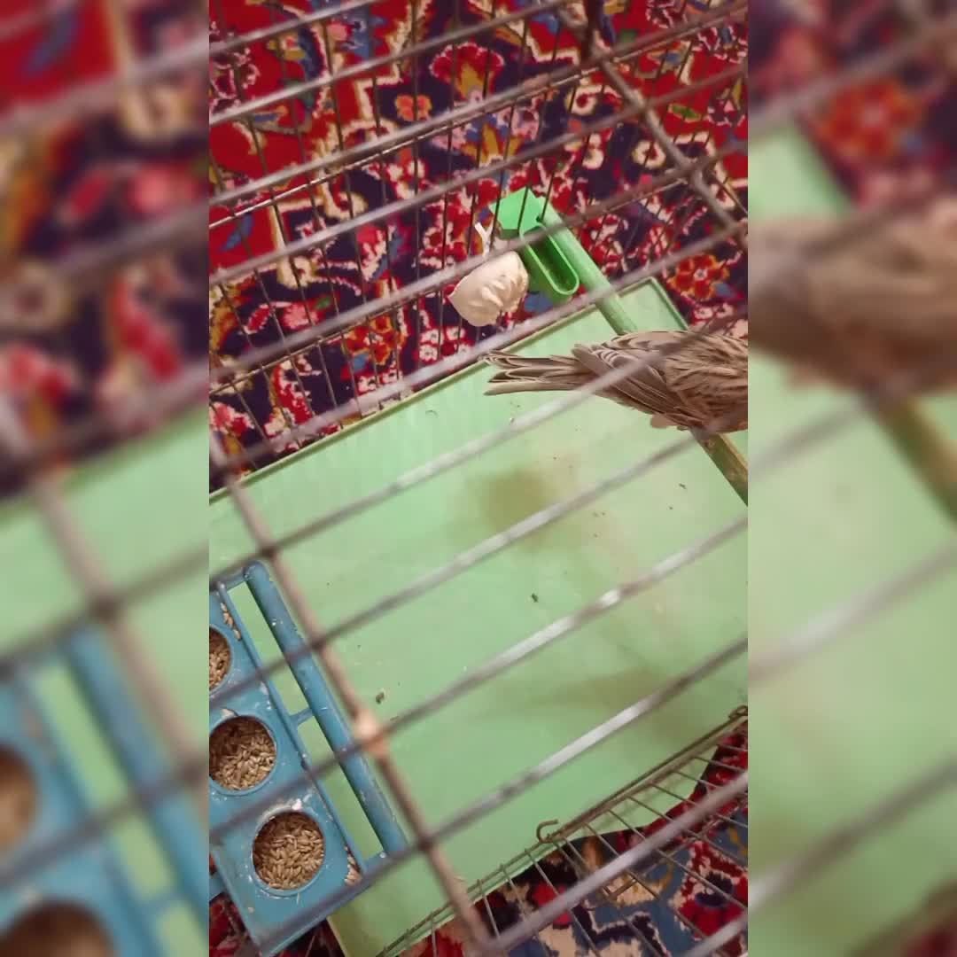 قناری ماده|پرنده|تهران, حافظیه|دیوار