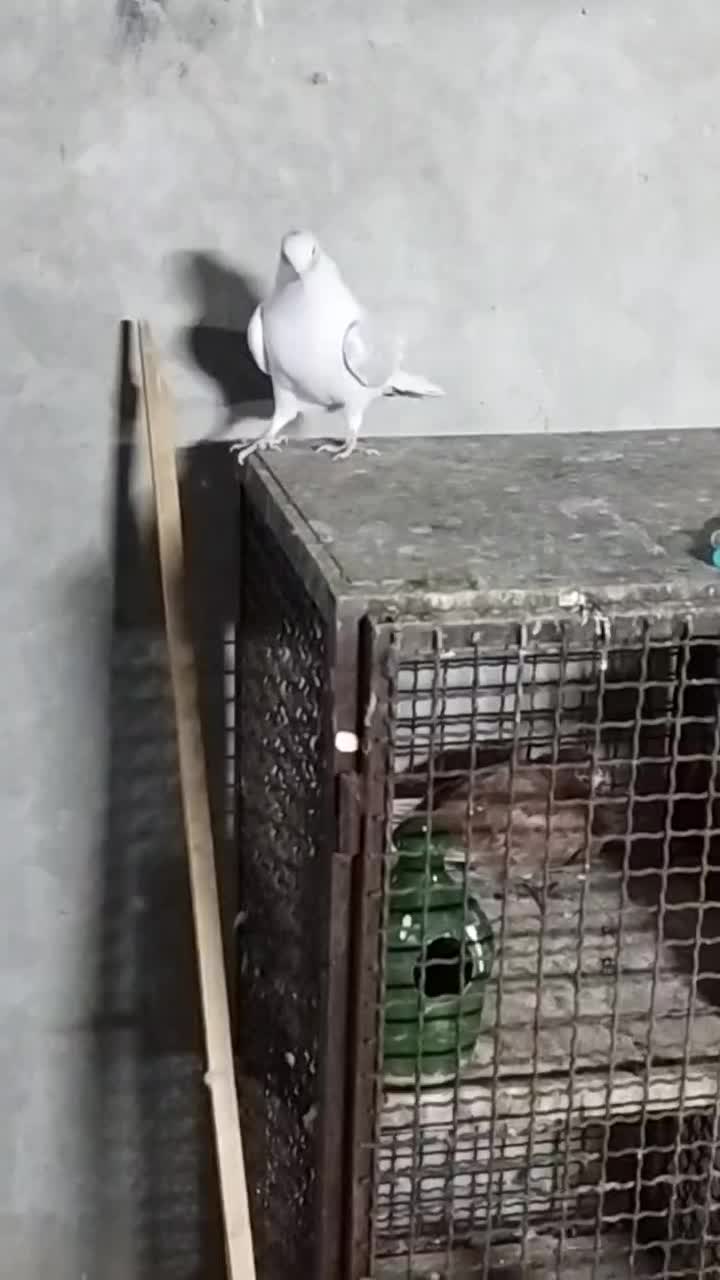 کبوتر|پرنده|سمنان, |دیوار