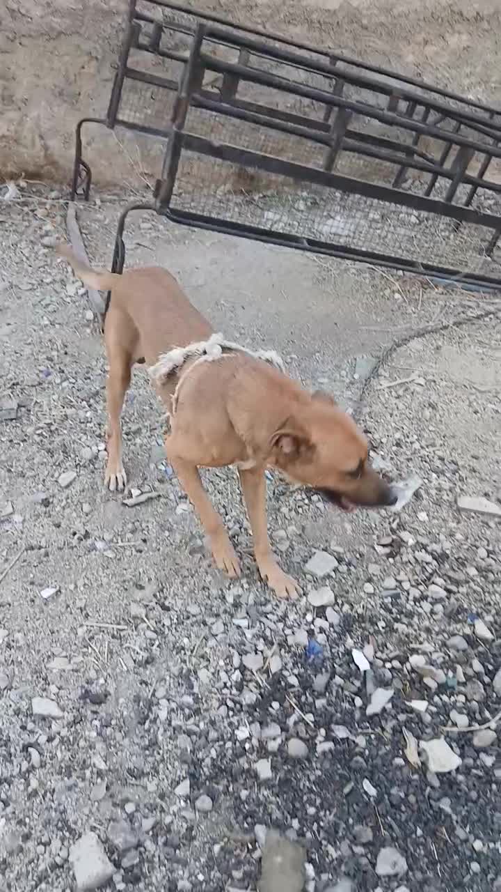 سگ.|سگ|خورموج, |دیوار