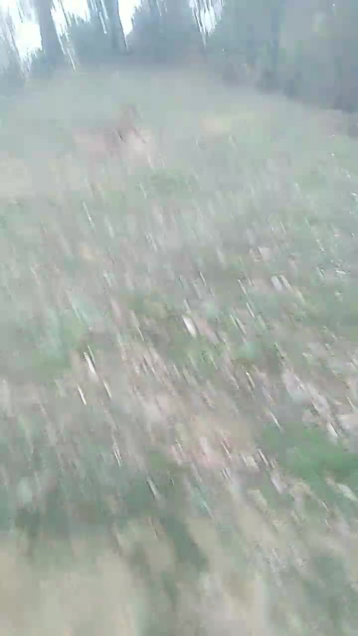 سگ گرازی|سگ|احمدسرگوراب, |دیوار