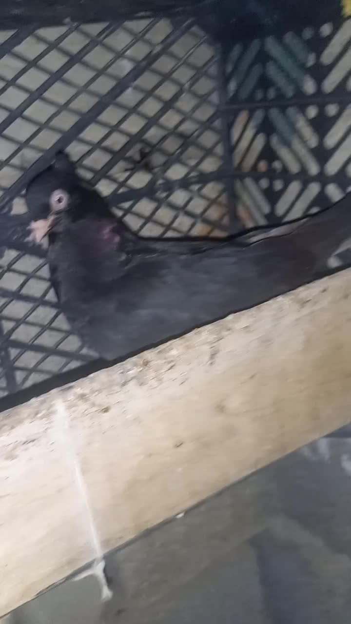 زاغ نر معاوضه با زاغ ماده|پرنده|لالی, |دیوار