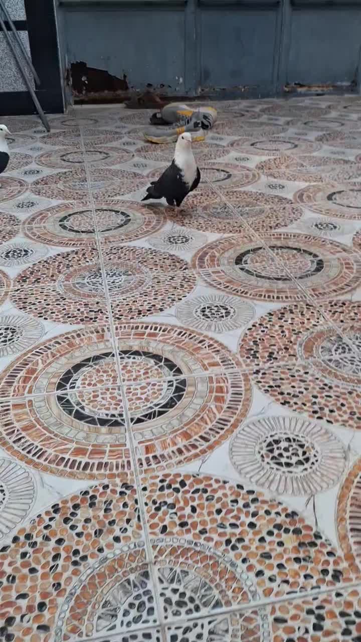 کبوتر|حیوانات|اهواز, کمپلو جنوبی|دیوار