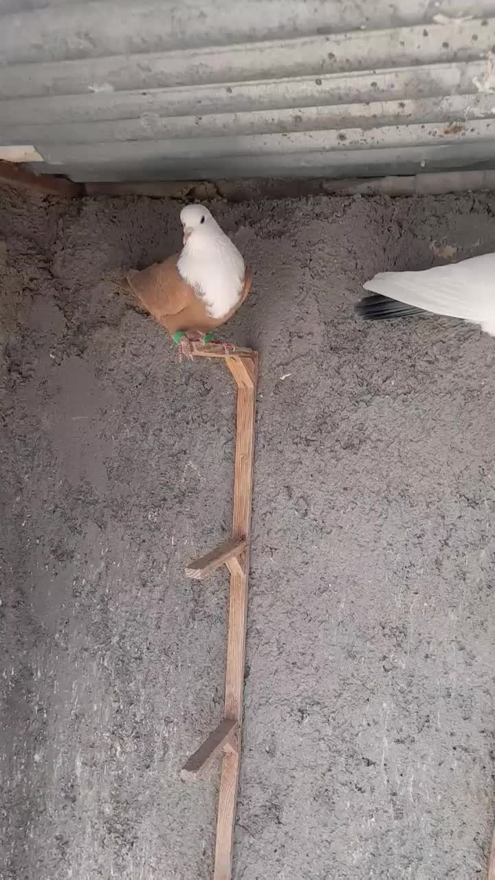 همه ارتیس بلوار جمهوری|پرنده|نیشابور, ناسیونال|دیوار