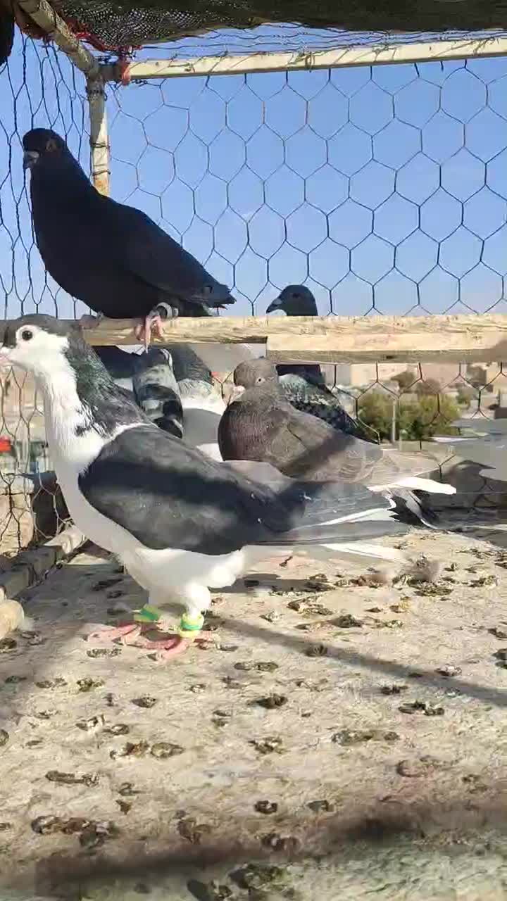 دسته کفتر نوبازی و صید|پرنده|تربت‌حیدریه, طالقانی|دیوار