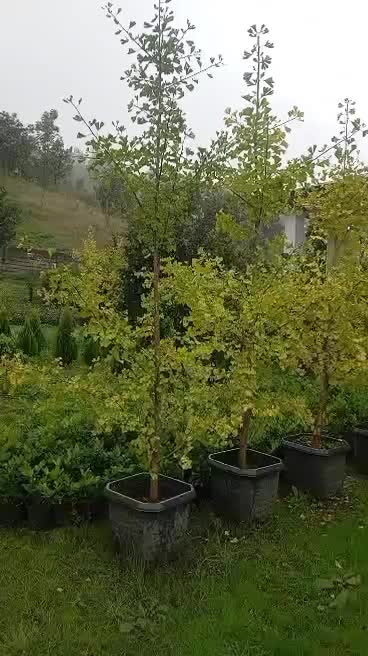 فروش فوری ژینگو|گل و گیاه طبیعی|واجارگاه, |دیوار