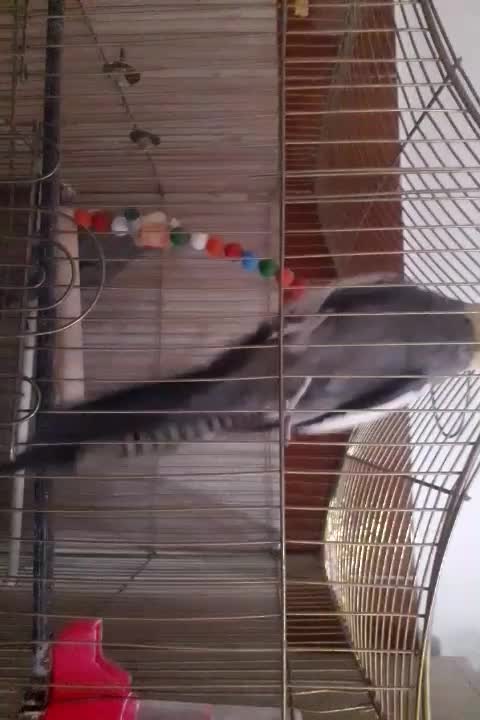 عروس هلندی|پرنده|بیرجند, |دیوار