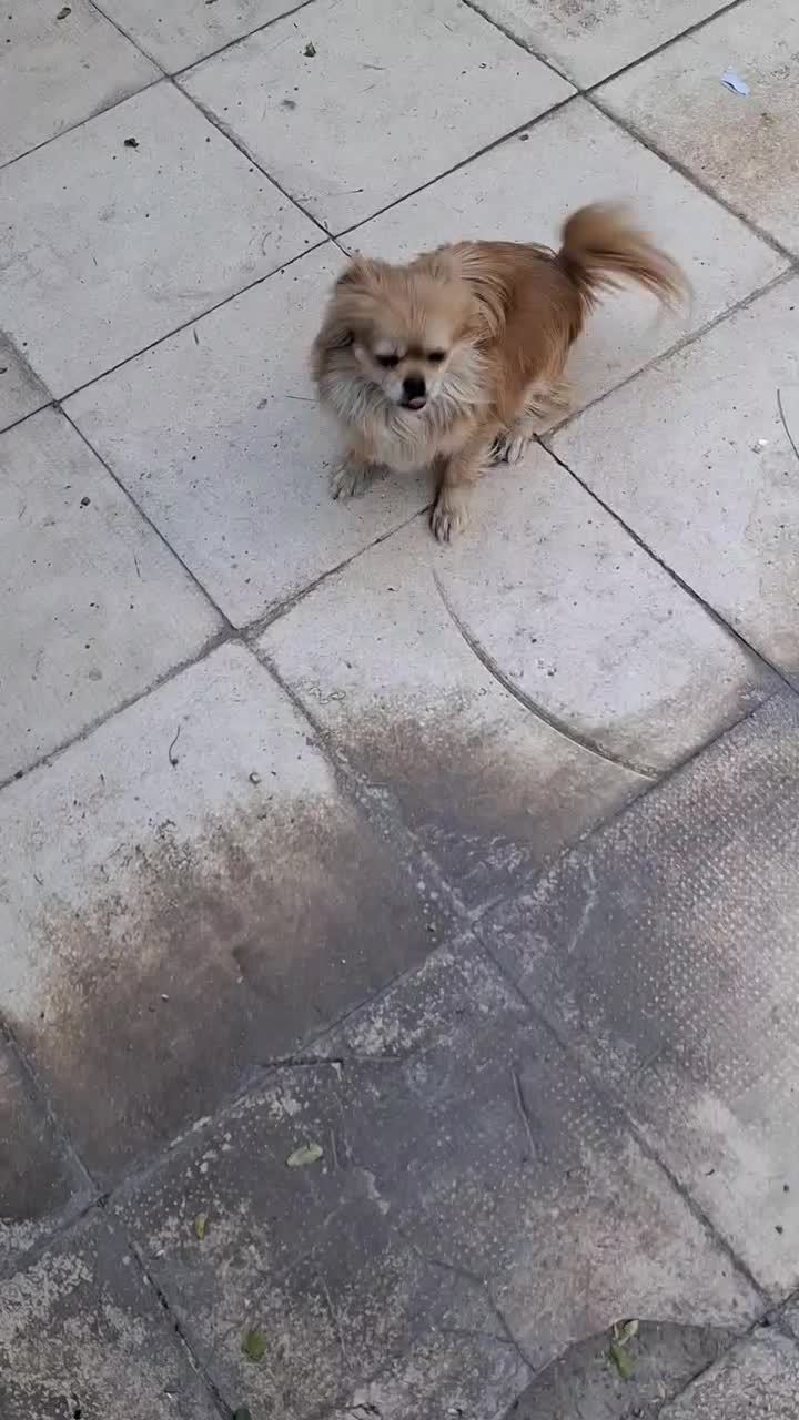 سگ‌ پامرانیان|سگ|سلفچگان, |دیوار