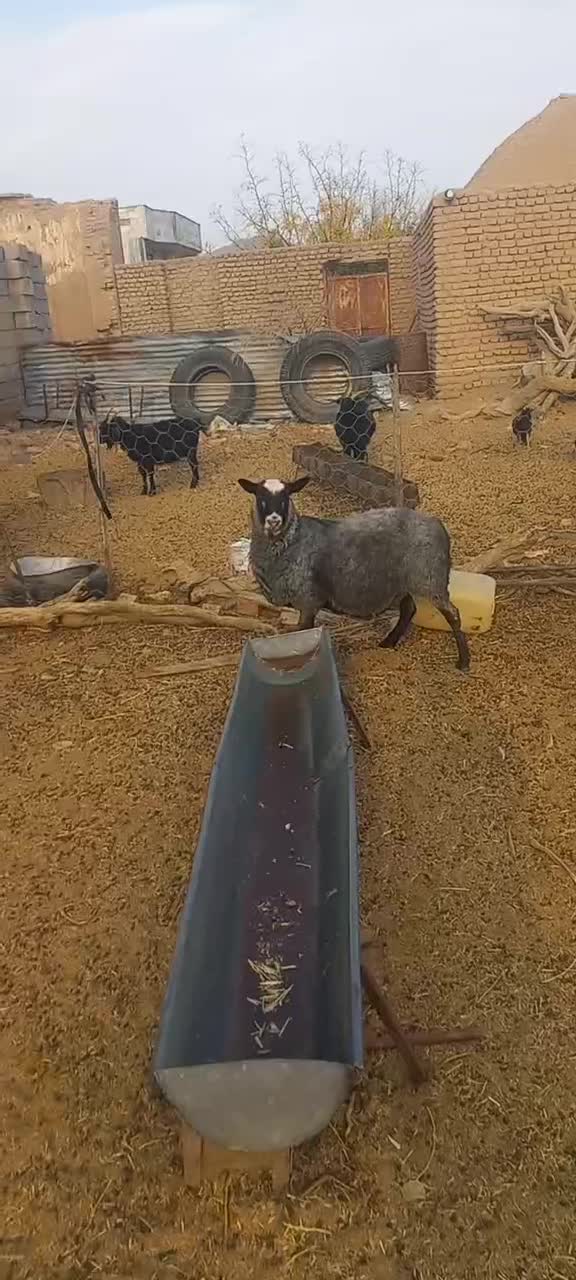 میش رومانف جوان|حیوانات مزرعه|گزیک, |دیوار