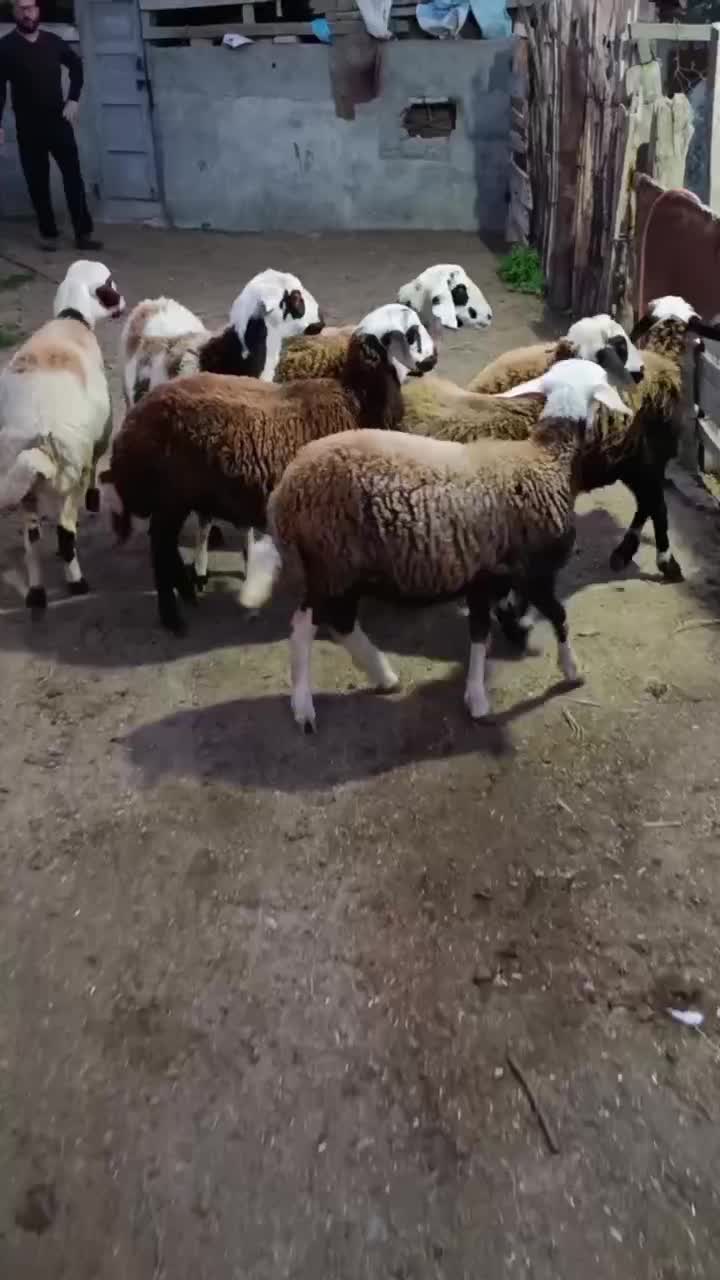 7راس توقلی ماده زیر قوچی پلنگی|حیوانات مزرعه|سیمین شهر, |دیوار