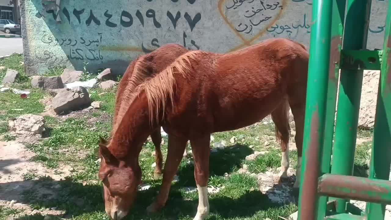 اسب|اسب و تجهیزات اسب‌سواری|دماوند, دماوند|دیوار