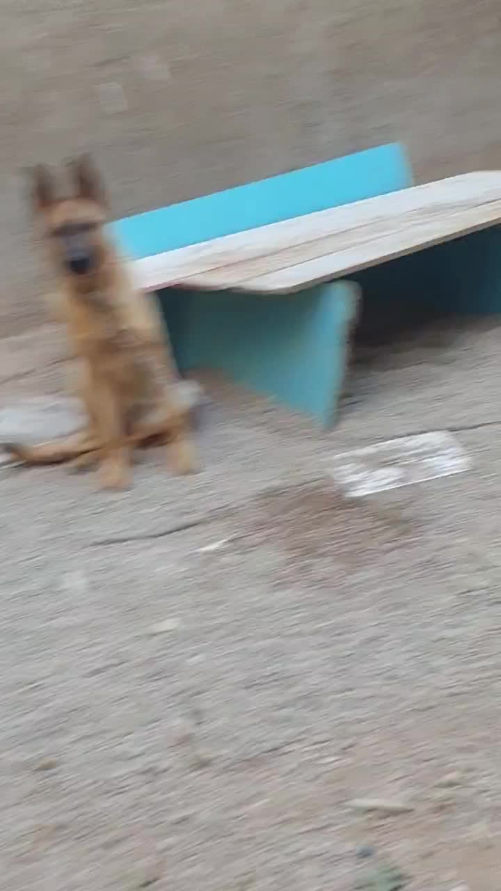 ژرمن یکساله ماده|سگ|تاکستان, |دیوار