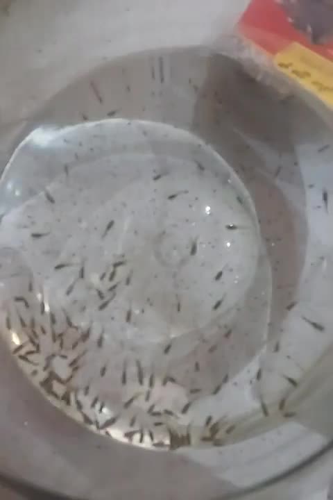 ماهی گوپی|ماهی|تهران, بهداشت|دیوار