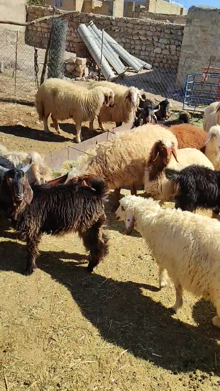گوسفند پروار بزغاله کاور و قوچ|حیوانات مزرعه|ایلام, |دیوار