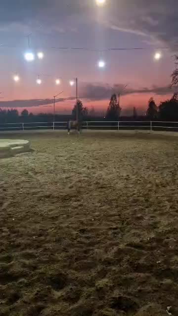 فروش دو راس نریان دره شوری زیر قیمت|اسب و تجهیزات اسب‌سواری|تهران, تهرانپارس غربی|دیوار