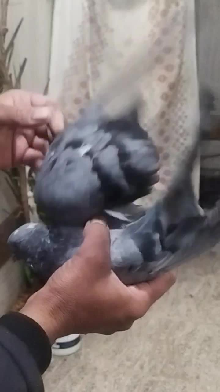 کفتراصفهانیبازیکن|پرنده|خمینیشهر, |دیوار