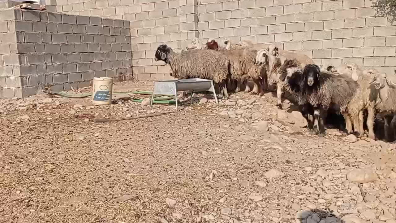 میش ابستن|حیوانات مزرعه|بهبهان, |دیوار