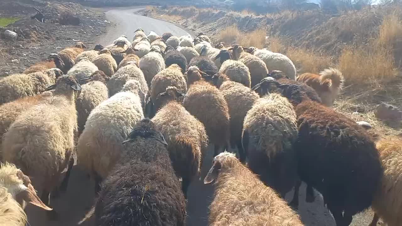 گوسفند بابره|حیوانات مزرعه|سرپل ذهاب, |دیوار