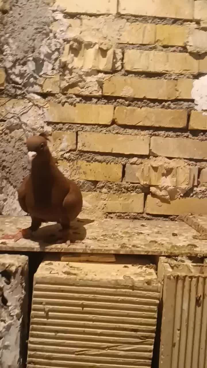 ماده دمسفید|پرنده|شوشتر, |دیوار