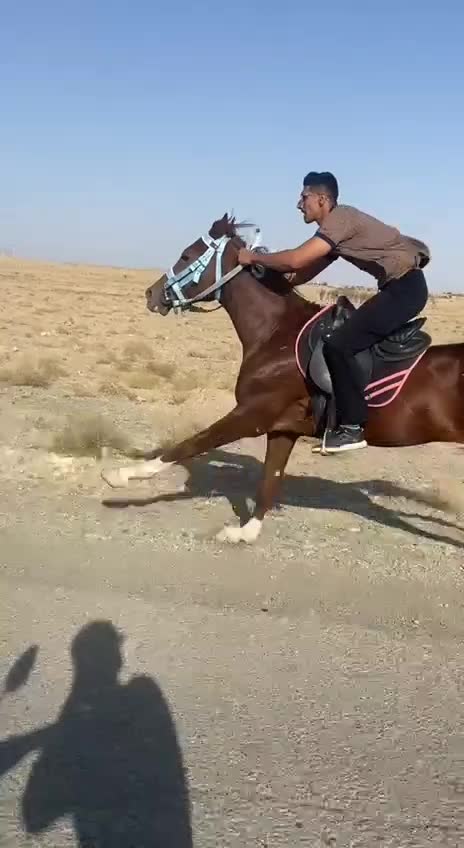 اسب عرب کورسی|اسب و تجهیزات اسب‌سواری|تربت‌حیدریه, شهرک ولیعصر|دیوار