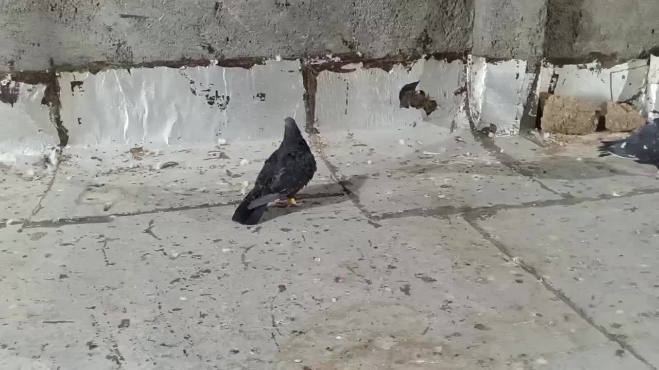 کله تاپ سیاه|پرنده|باوی, |دیوار