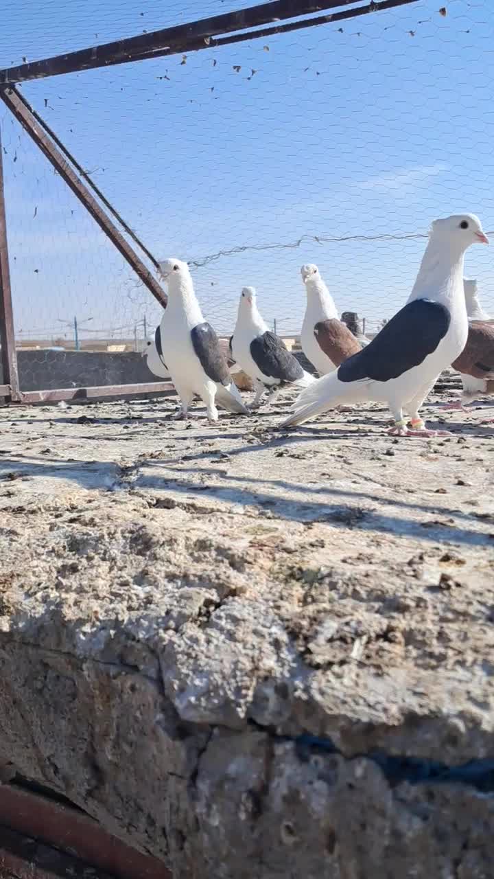 پشت سیاه پشت سرخ نر|پرنده|رفسنجان, |دیوار