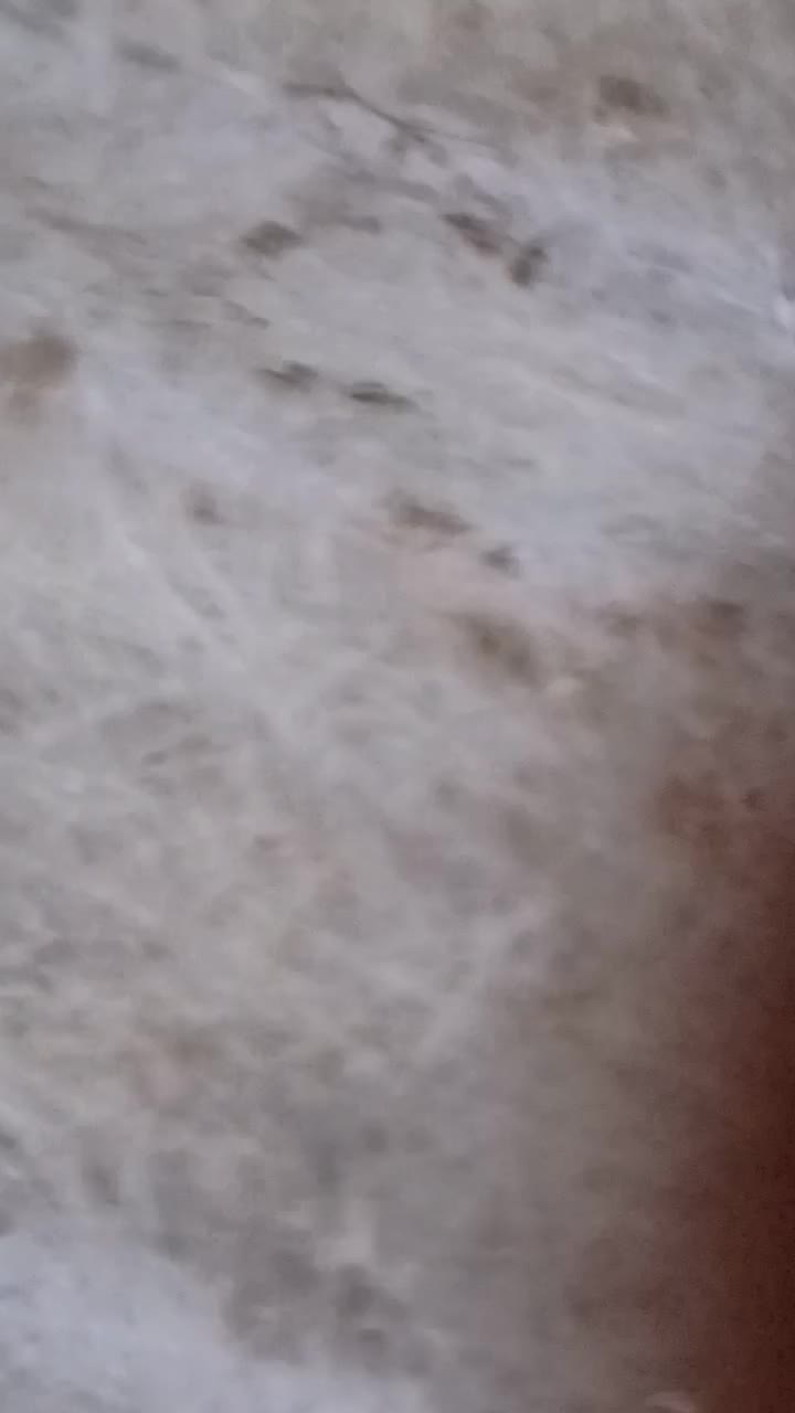 فروش سگ نگهبان     ژرمن بلک نر یک ساله|سگ|ماسال, |دیوار