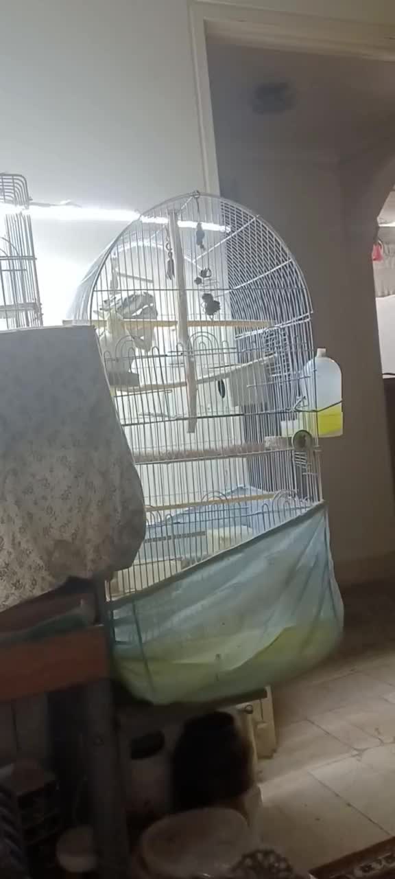 عروس هلندی جفت رو جوجه|پرنده|تهران, پرستار|دیوار