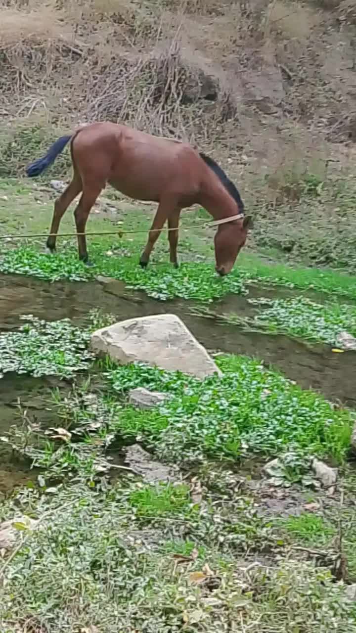 اسب سالم|اسب و تجهیزات اسبسواری|سردشت, |دیوار