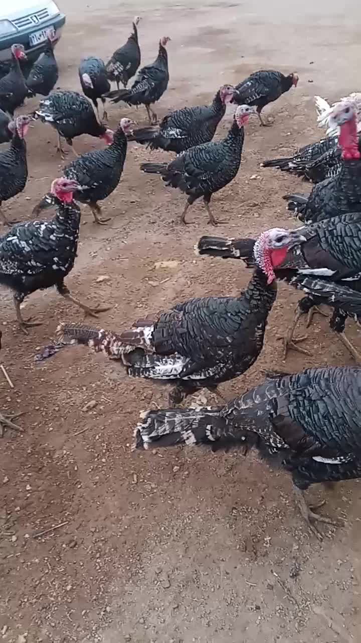 بوقلمون|حیوانات مزرعه|دشتابی, |دیوار