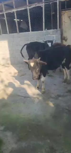 فروشی ۳راس دورگ محلی درجه یک|حیوانات مزرعه|آمل, |دیوار