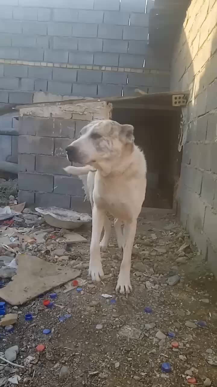 سگ نرهیکل|سگ|چناران, |دیوار