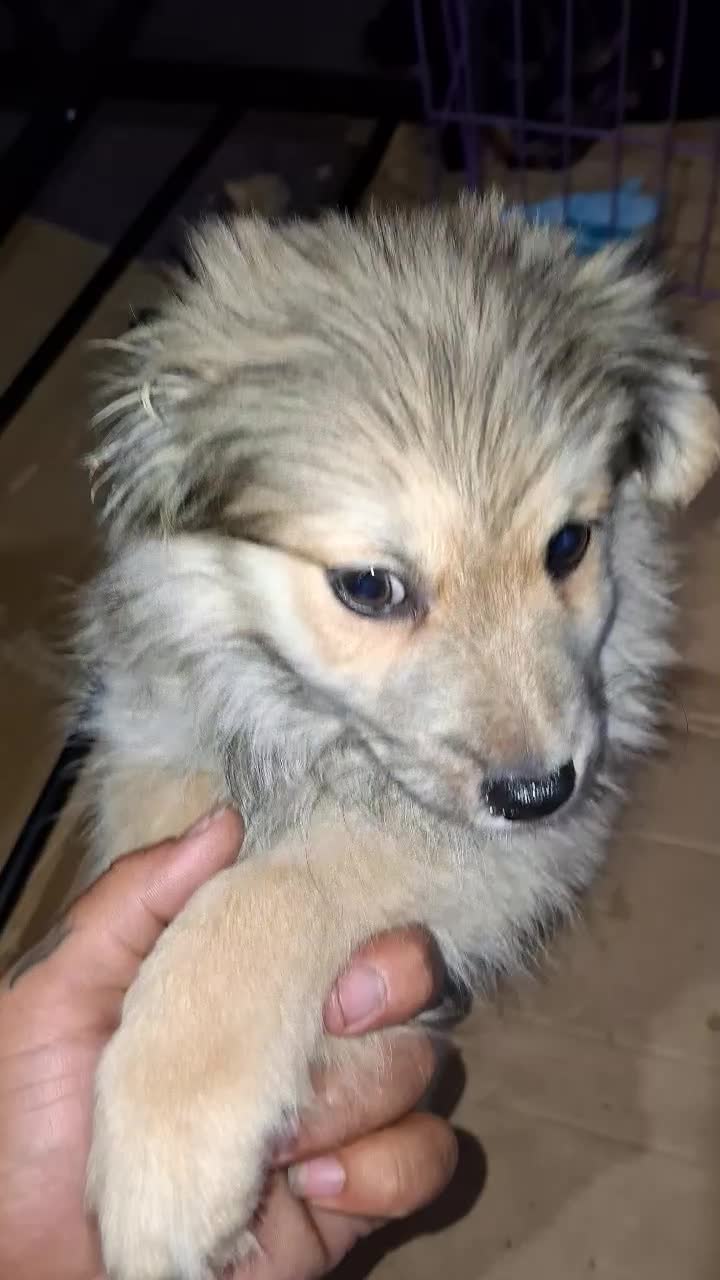 واگذاری|سگ|بندرعباس, |دیوار