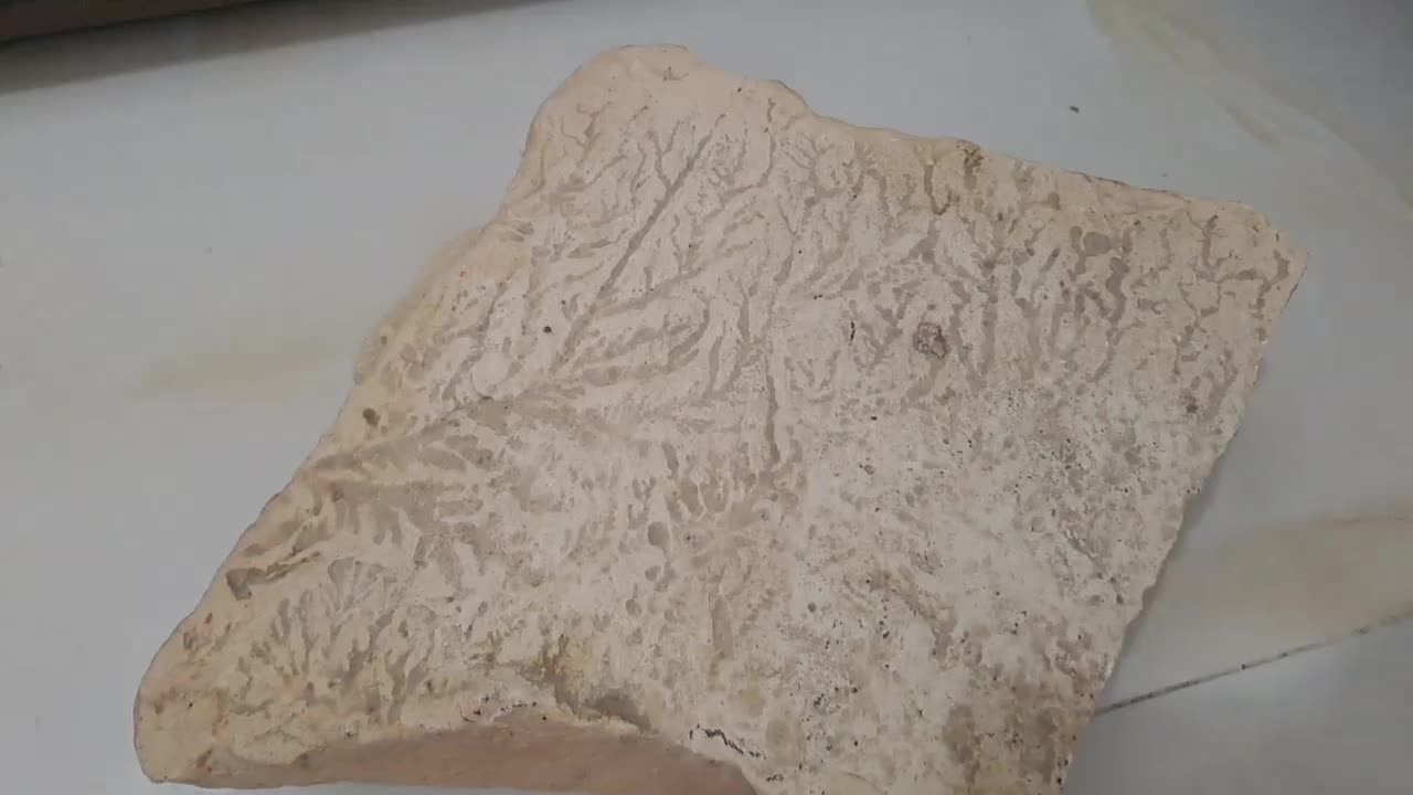 سنگ دندریت|کلکسیون اشیاء عتیقه|مشهد, هفده شهریور|دیوار