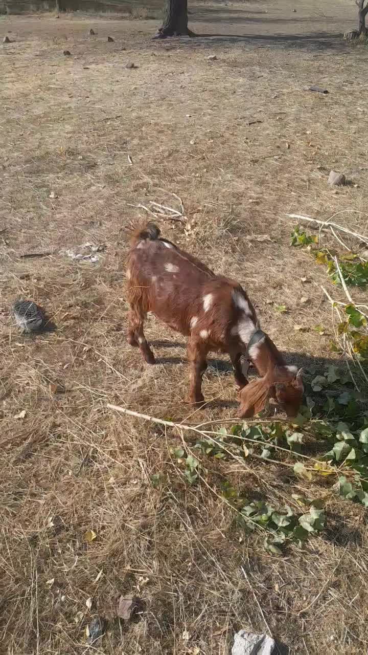 بزغاله پاکستان اصل|حیوانات مزرعه|اهر, |دیوار