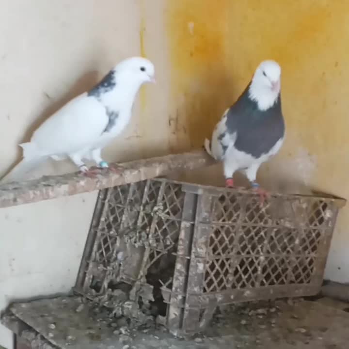 کبوتر پرشی دهنجور|پرنده|جویبار, |دیوار